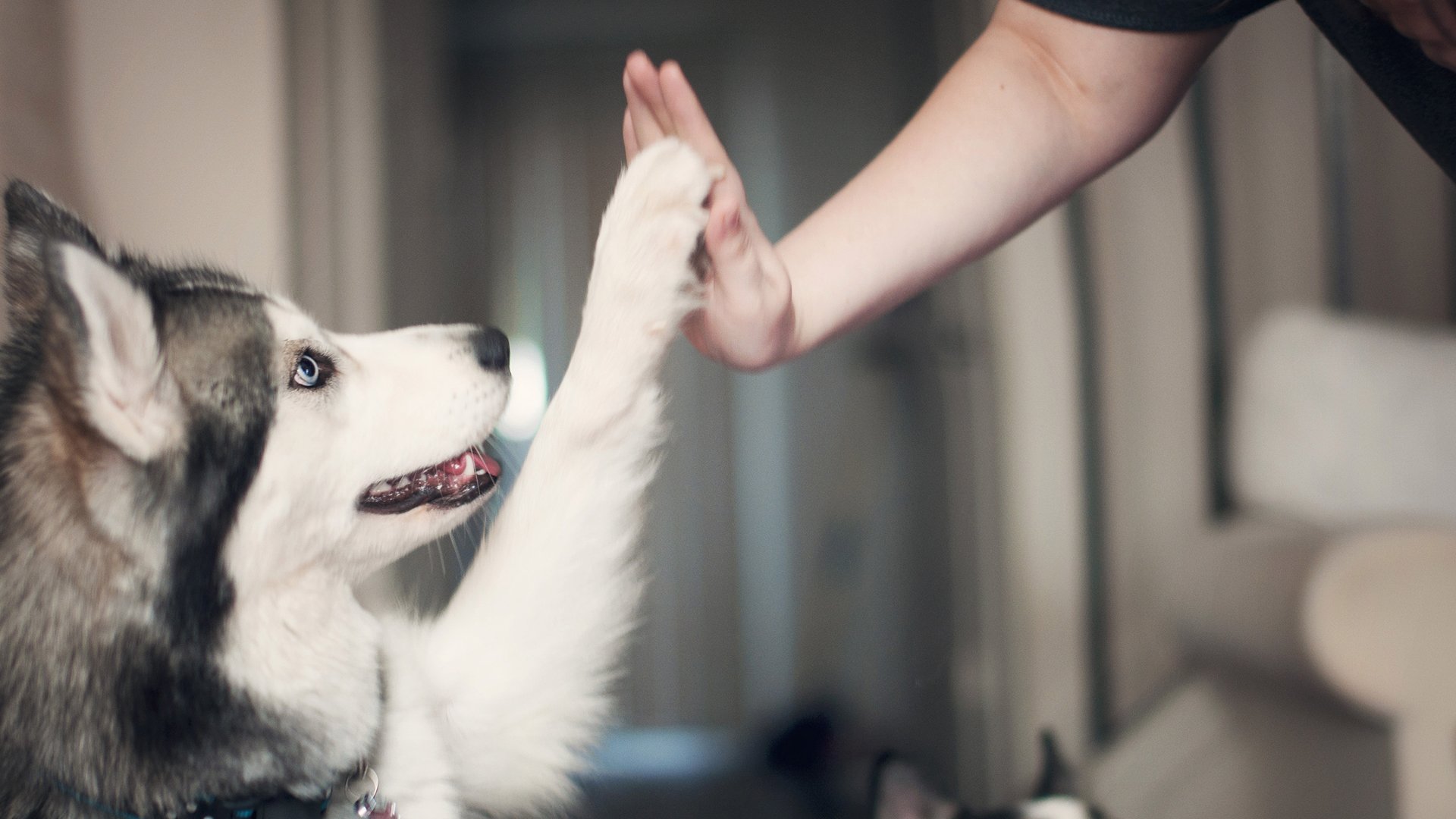 哈士奇为什么看起来那么傻,哈士奇为什么那么傻是智商低吗