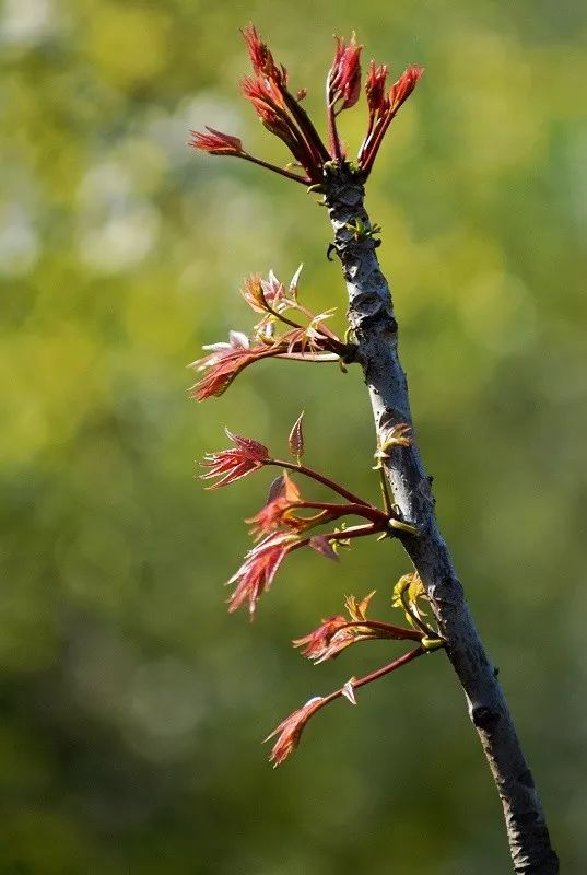 香椿吃起来有清凉的味道,香椿自由
