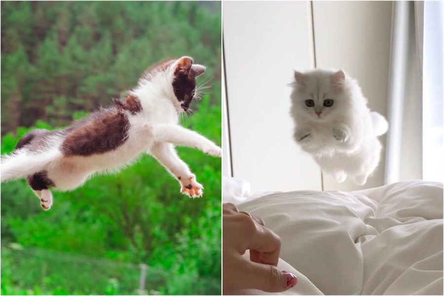 飞猫三种形态,终极飞猫飞行视频