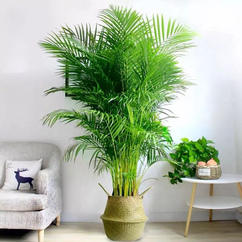 吸甲醛净化空气最好的绿植,除甲醛净化空气的室内绿植