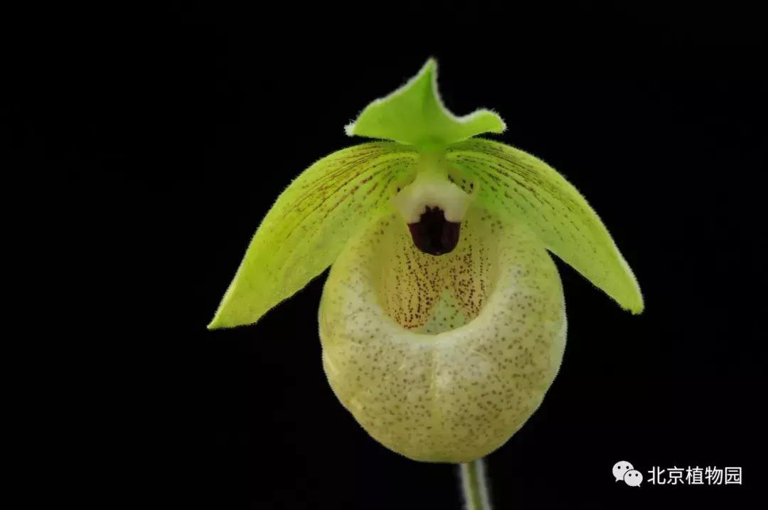 优质兰花鉴赏,写意兰花画法赏析