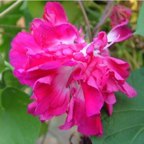 牵牛花到处游,牵牛花随便种