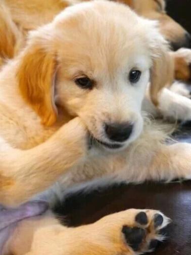 小狗一个人晚上睡觉会害怕吗,小狗晚上突然变得害怕的原因