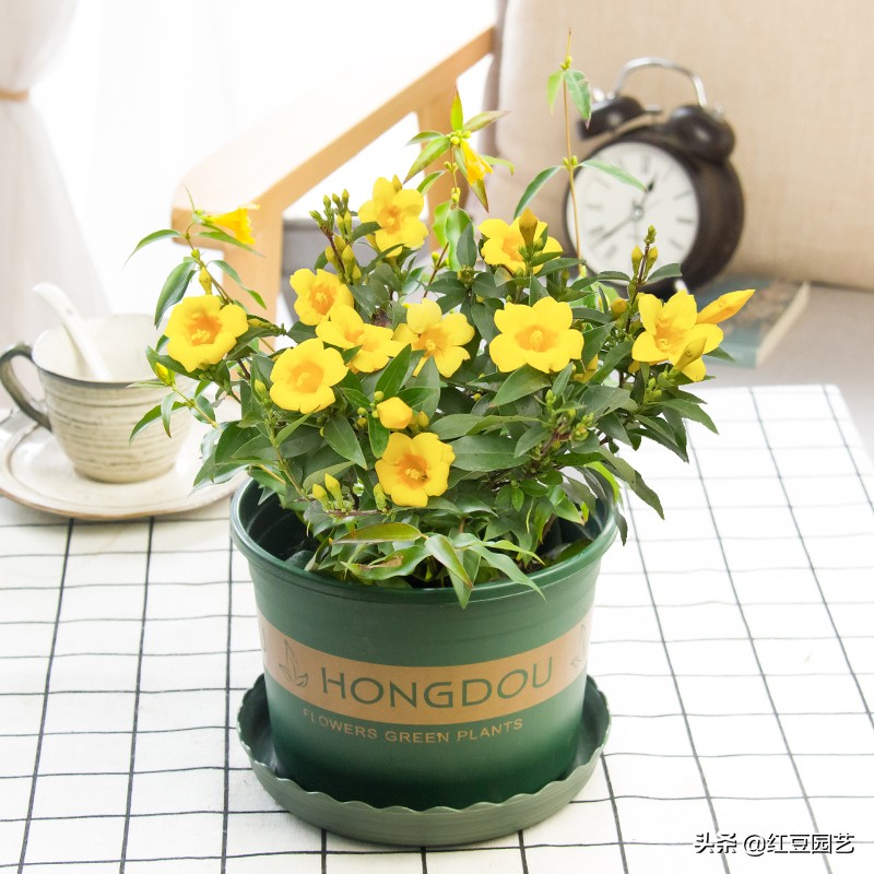 香水茉莉花冬季开花吗,法国香水茉莉花怎么养才能开花