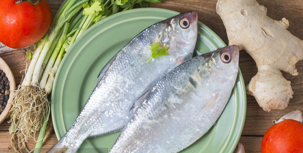 鱼儿食欲怎么样,鱼儿是怎么吃东西