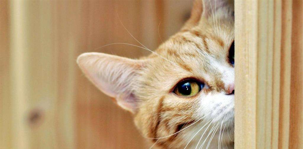 猫咪尿血了怎么自救,猫咪尿血的直接解决方法