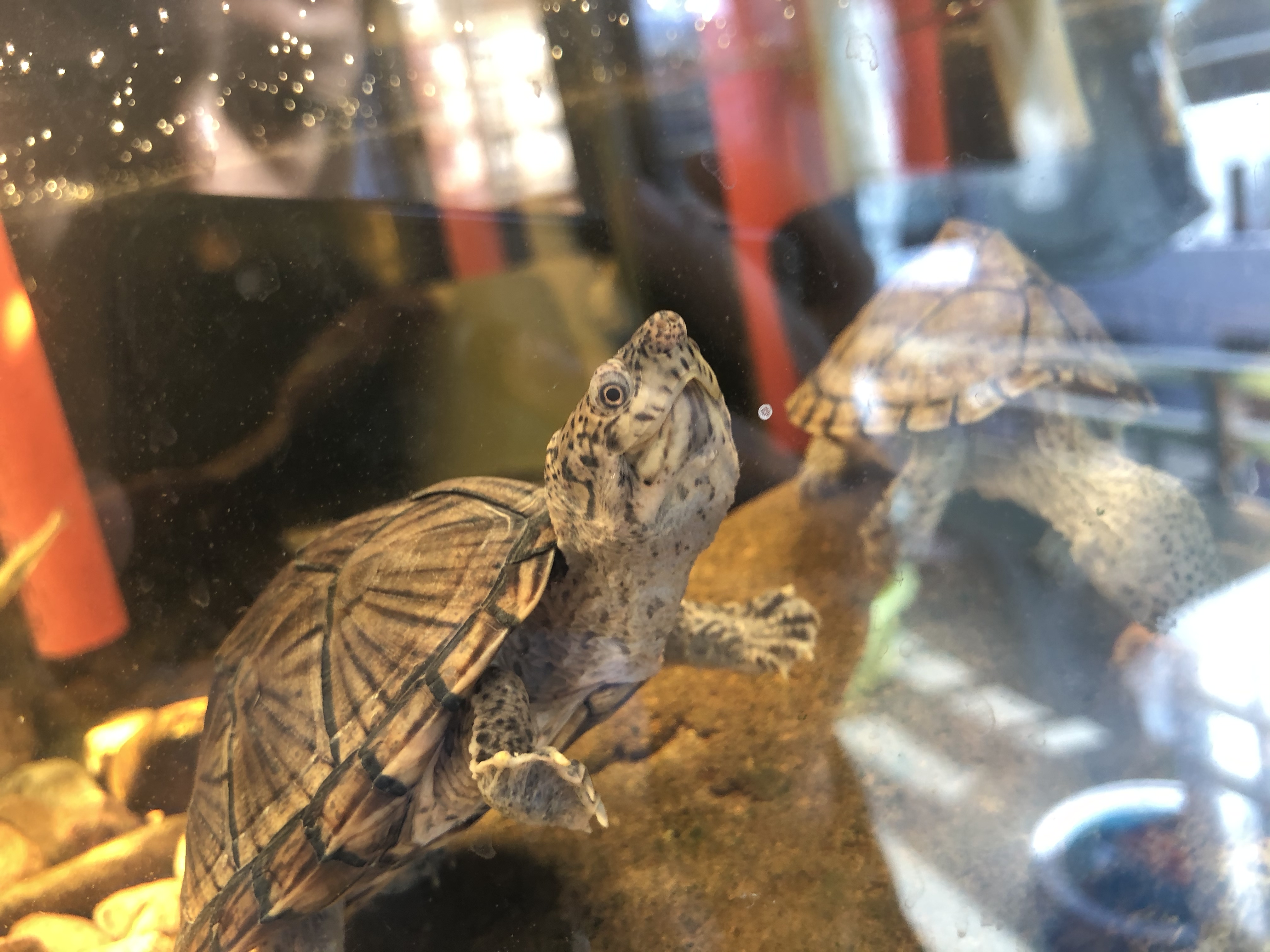 养鱼怎么选择合适的鱼缸,鱼缸如何养好水讲解