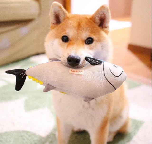 柴犬讨厌葵瓜子,柴犬讨厌主人的表现