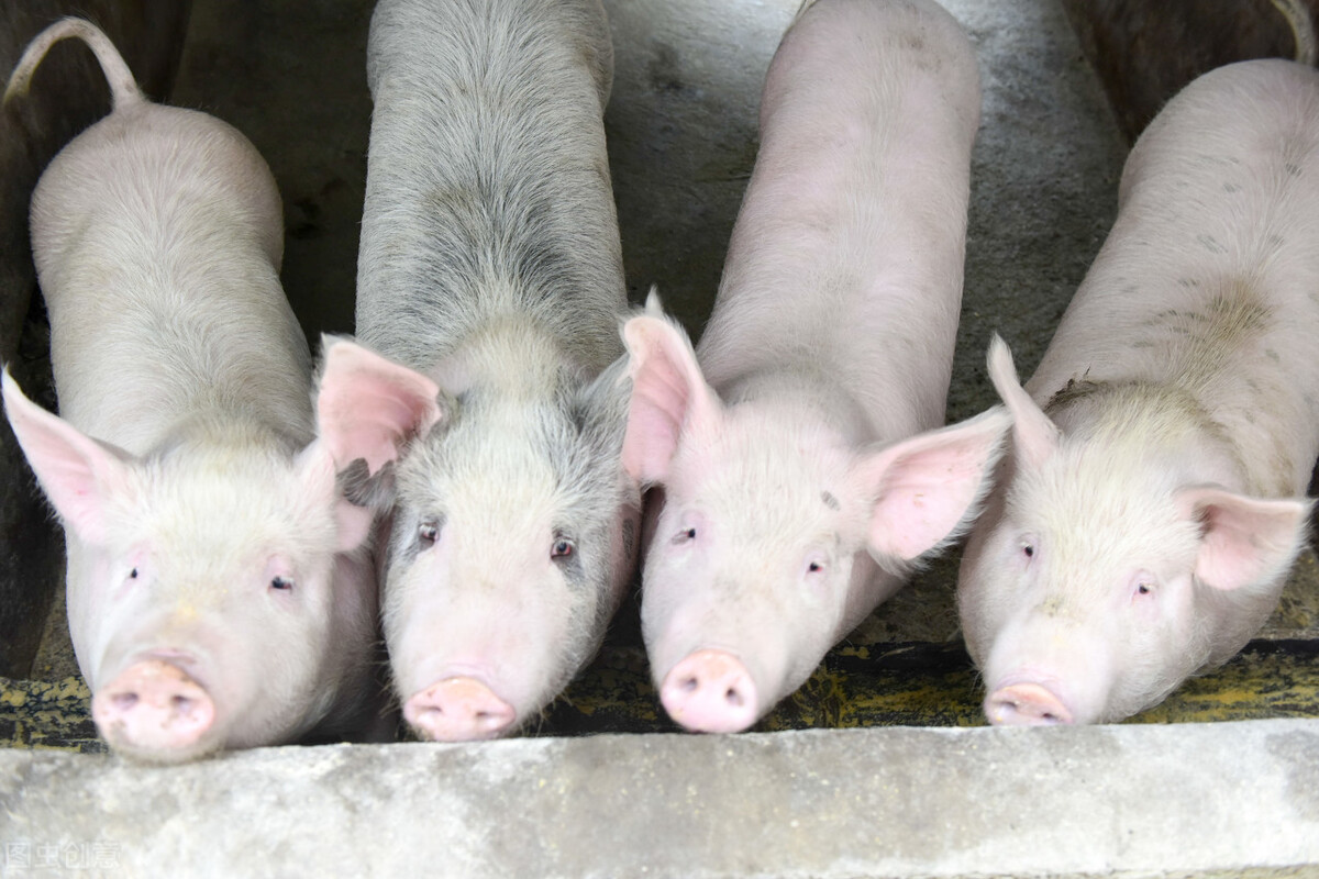 猪食盐中毒用什么药,肥猪食盐中毒症状