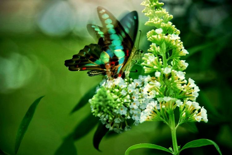 原创蝴蝶恋花,蝶恋花蝴蝶原唱