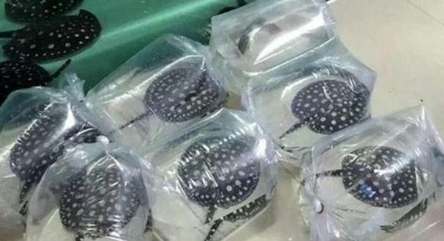 观赏鱼运输过程中有没有放什么药,观赏鱼运输一个小时可以吗