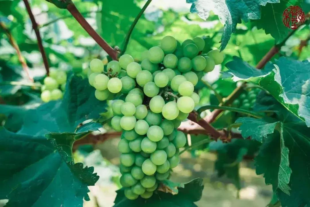 苏州通安的特色,苏州通安有什么美食