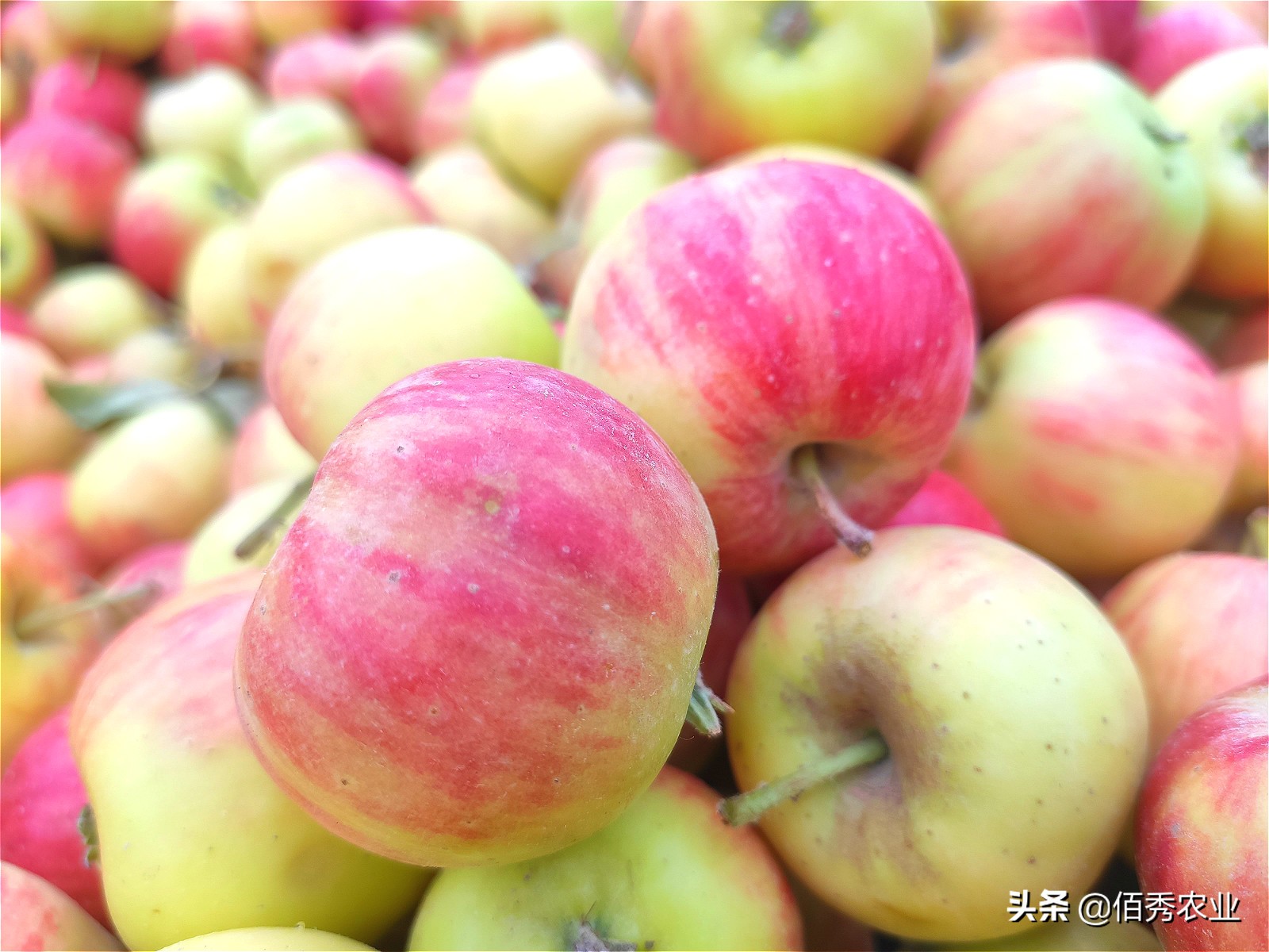 路边的水果摊可信吗,路边上的水果摊