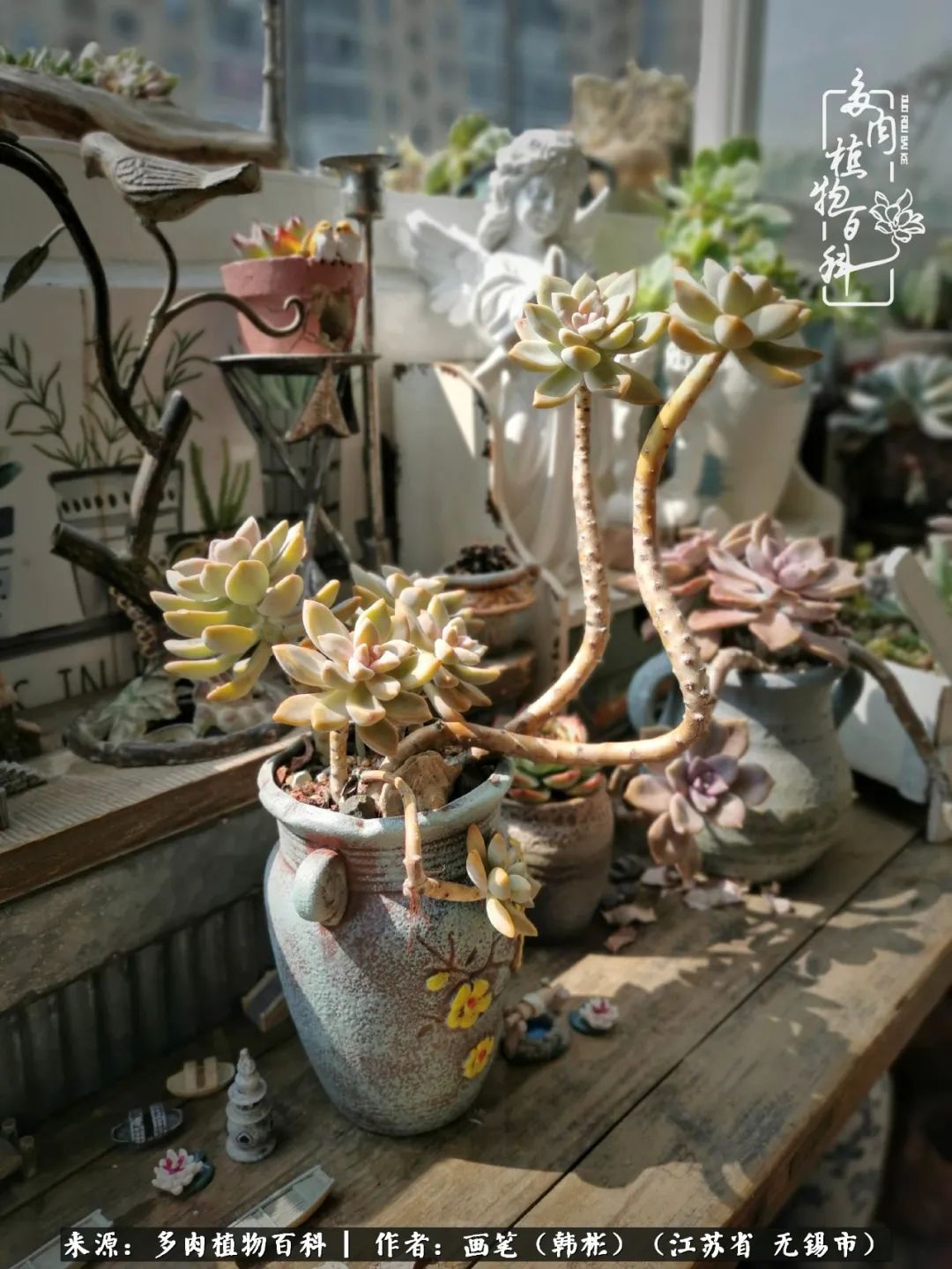 阳台多肉花园简直美翻了,适合男生养的多肉