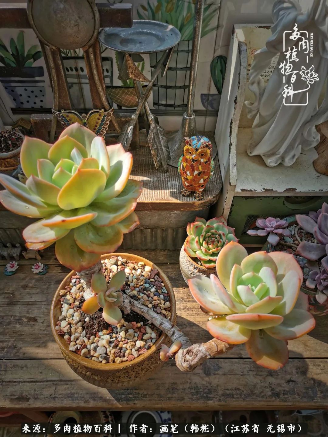 阳台多肉花园简直美翻了,适合男生养的多肉