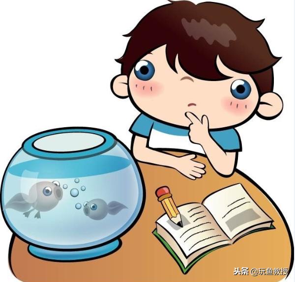 观赏鱼长毛发霉连续用药吗,观赏鱼长白毛怎么办