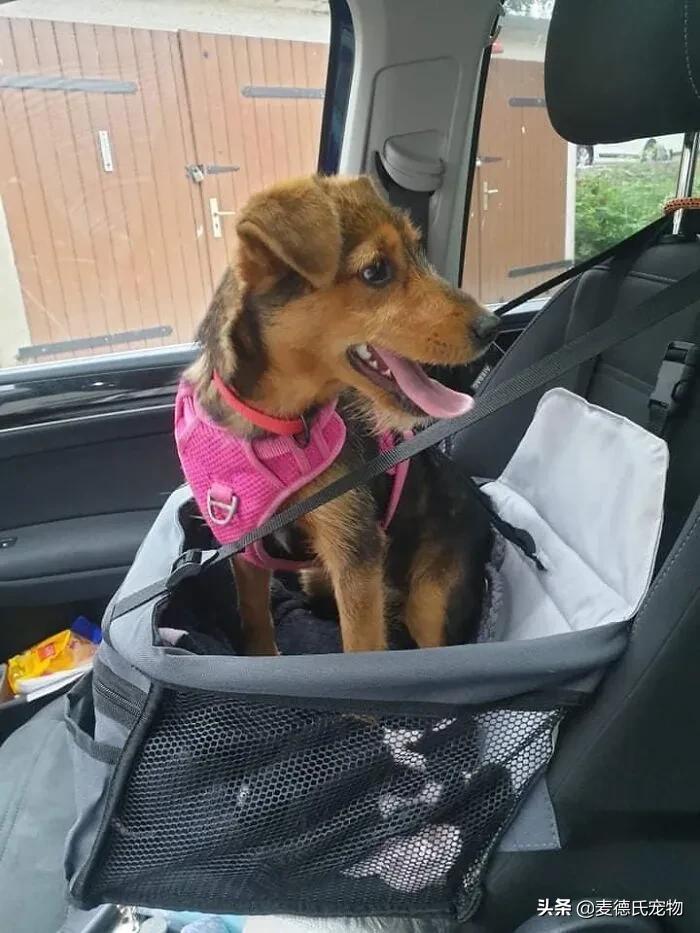 小狗狗捡回来后的成长,捡到一只小狗狗把它带回家