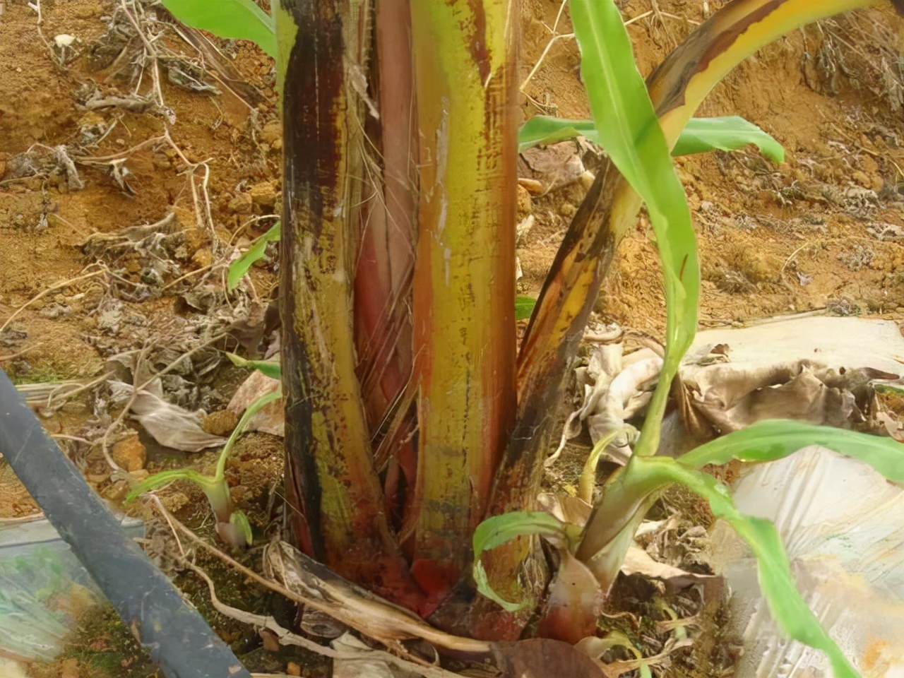 香蕉生病用什么药治,香蕉得了什么病要灭绝