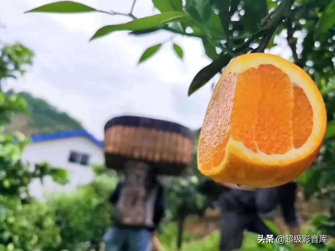 婀栧寳绉綊浼︽櫄鑴愭鐖嗙敎鐖嗘眮鍥炬枃,绉綊浼︽櫄鑴愭鐖嗘眮