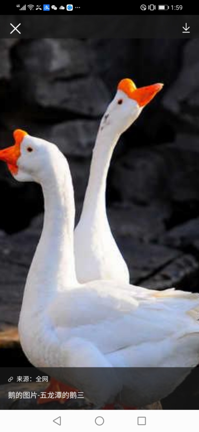 兽疫危害,怎样防散养土鸡疾病