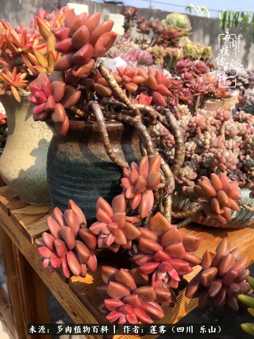 治愈系多肉精灵,初冬携一抹暖阳与多肉相伴