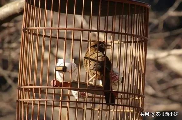 画眉鸟的生活习性分布区域,野生画眉鸟繁殖生活习性初探