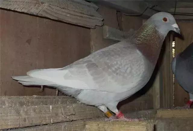 鸽子消瘦的原因,鸽子消瘦是什么病用什么药