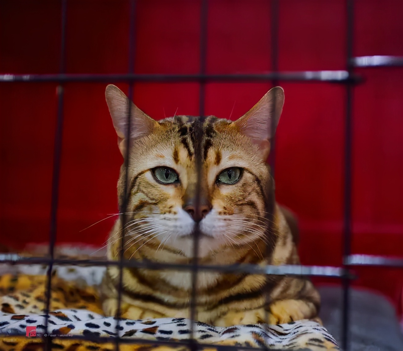 为啥猫咪会吃小猫,为什么有的猫咪吃水果