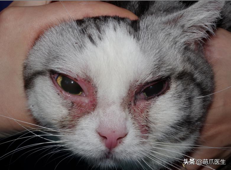 猫：来啊，踩我屁股啊，使点劲儿