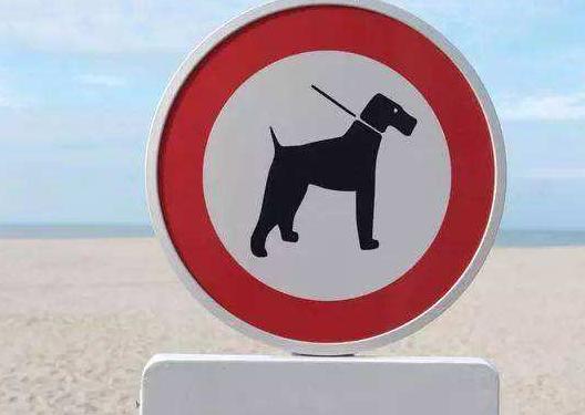 为什么有人反对养宠物,为什么现在越来越多人选择养狗