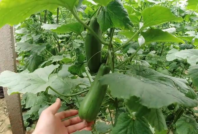 肥料不腐熟，叶片枯萎发黄，难道只能拔掉吗？教你一个补救措施