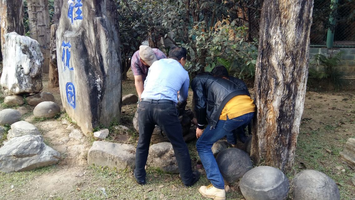 他发明了树木打点滴，到云南不要错过他的珍奇园