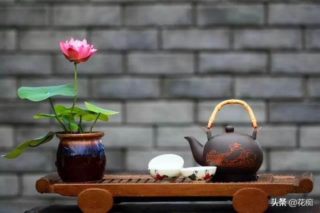 碗莲一大盆种几棵最合适,小盆怎么种碗莲