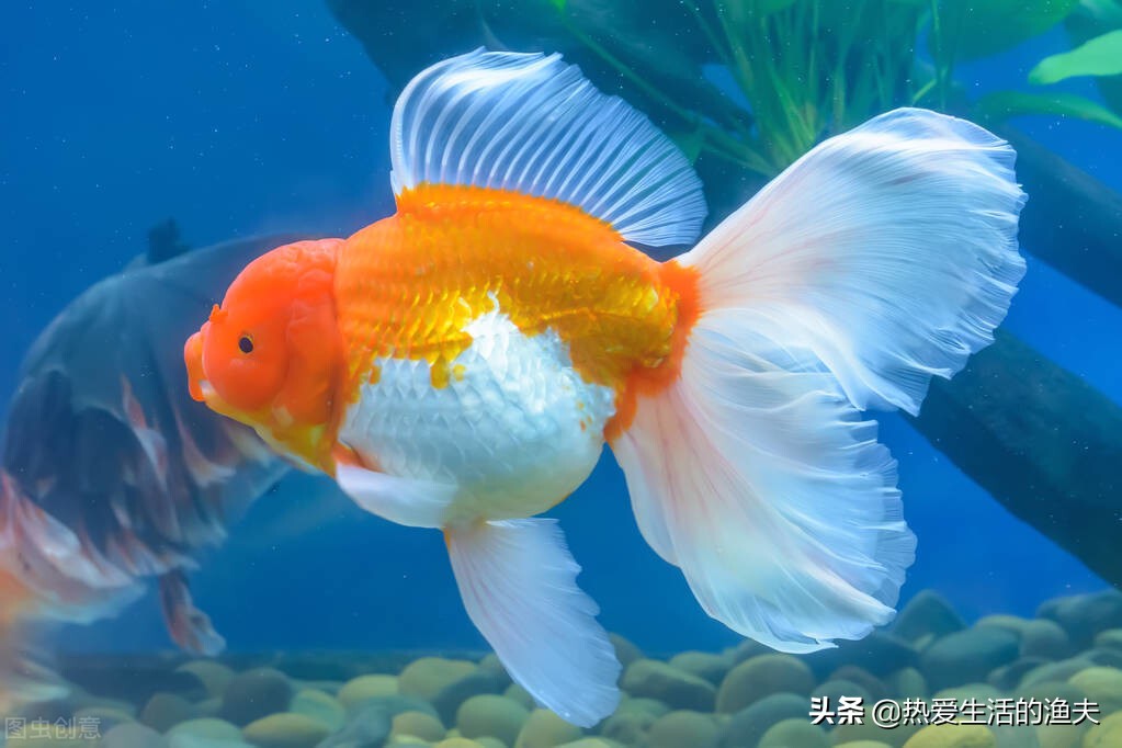 金鱼要怎么养才能活久一点,金鱼要怎么养才能活得更久