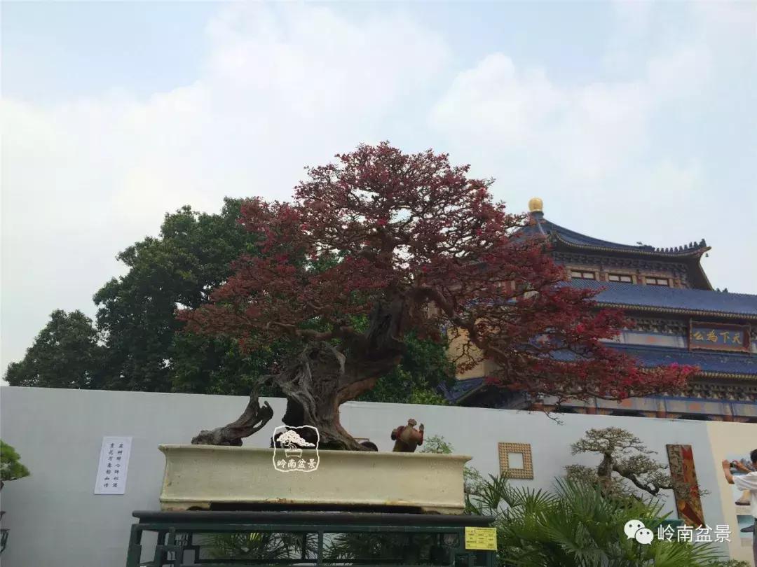 檵木小老桩盆景,檵木盆景图片大全