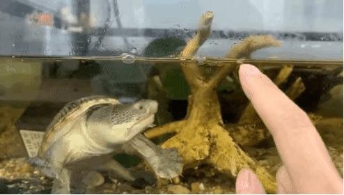 龟怎样才算认可主人,怎么增加和龟的互动性