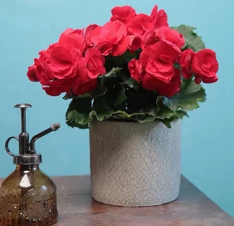 丽格海棠怎么养才能更旺盛呢,丽格海棠怎样能开花饱满