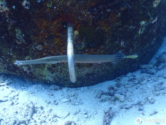 普吉岛aida考证,普吉padi潜水考证