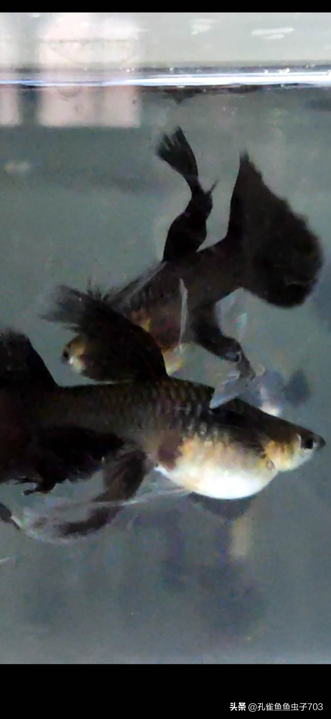 孔雀母鱼多久生一次,孔雀母鱼生一半不生了