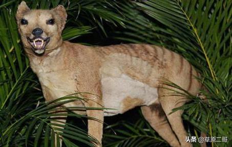 神奇动物在哪里盘点自然之最,盘点那些神奇动物