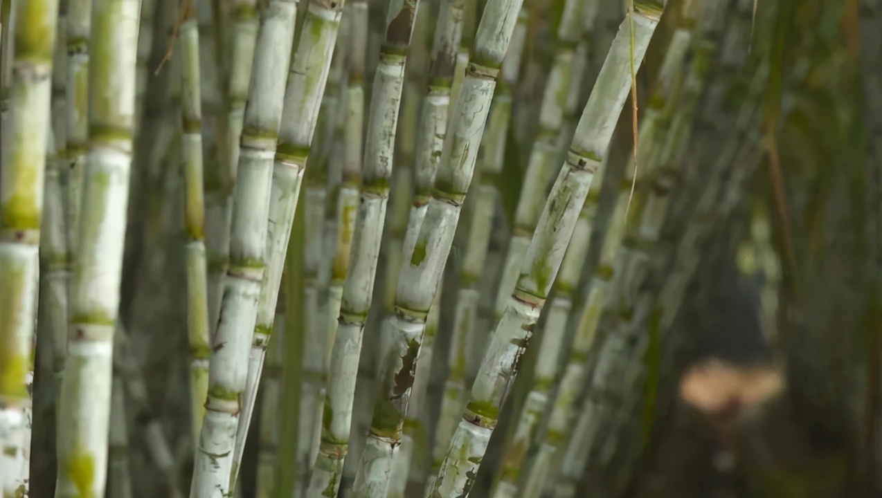 纯正红糖和加工红糖的区别,方红糖和普通红糖有啥不一样
