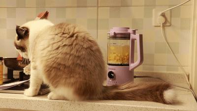 破壁机到底是智商税还是真实用,破壁机到底实不实用值得买吗