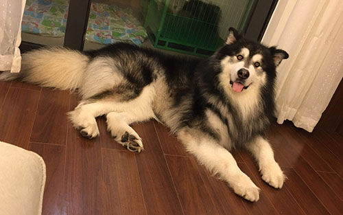 狗狗舌头溃疡最快解决方法,狗狗舌头溃烂最快解决方法