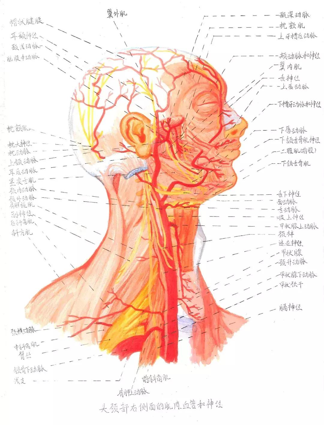兰大医学生手绘解剖图,南方医科大学学生手绘解剖图