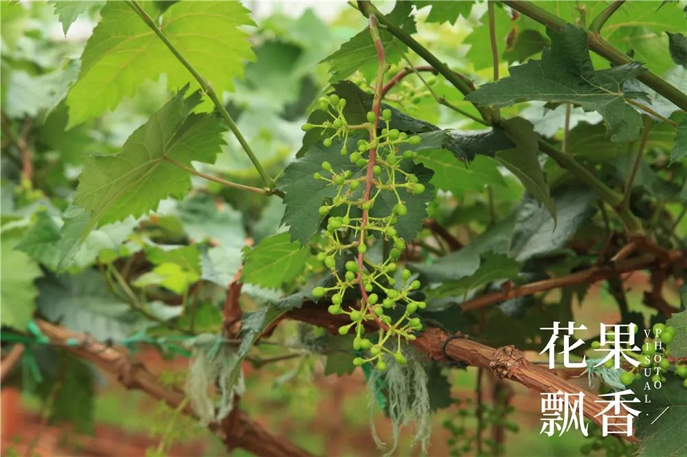 农业到底有多难,农业难果农难吗