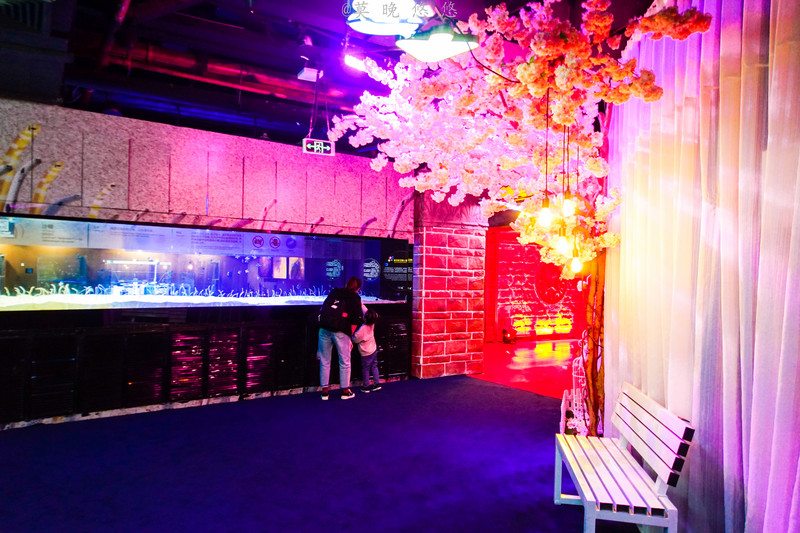 海洋极地海洋世界攻略,正佳极地海洋世界白鲸海象