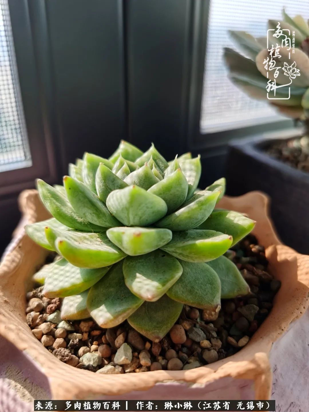 又到多肉变美时，一切都鼓励我积极向前