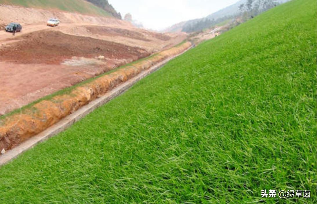 北方适合什么草坪种子带土,适合北方种植的草坪品种