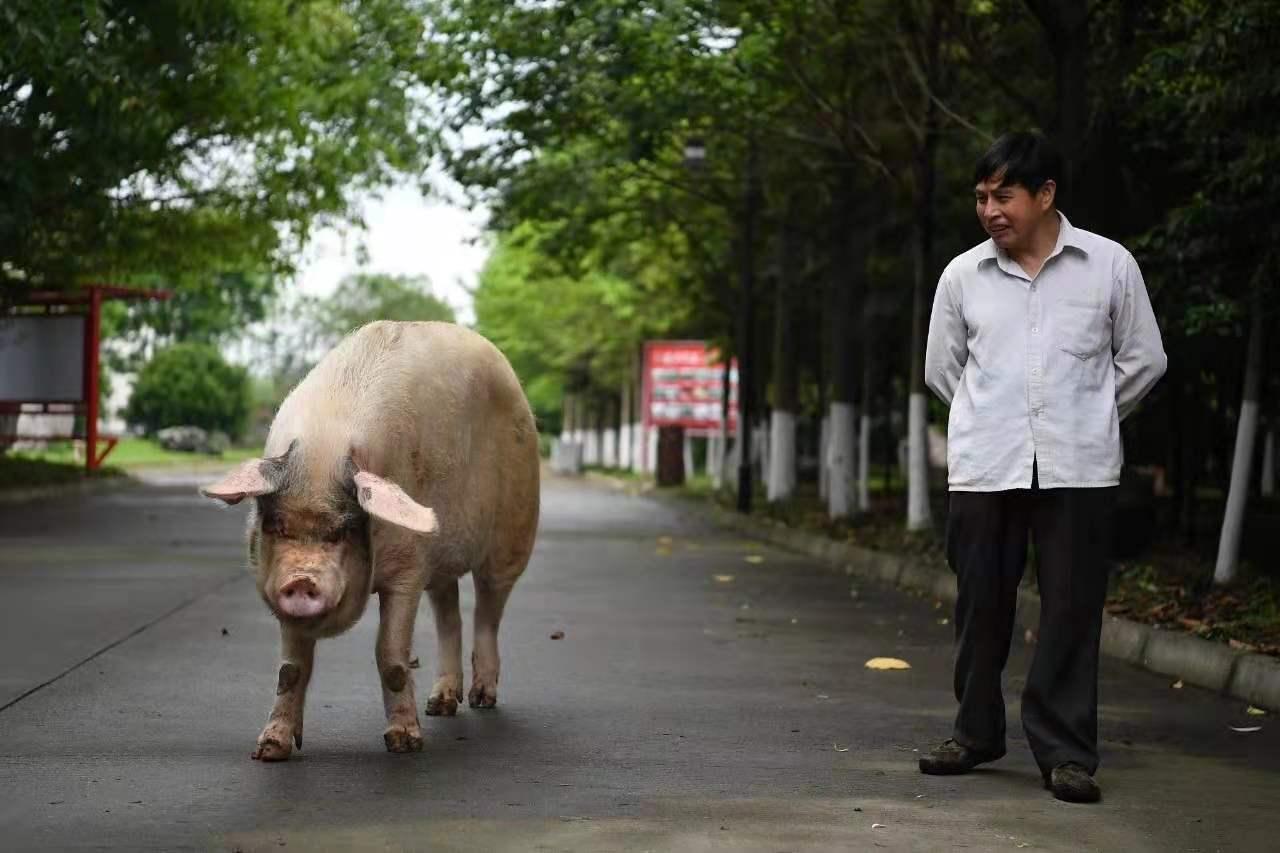 猪坚强在汶川大地震中枪了多少天,汶川大地震36天猪坚强的视频