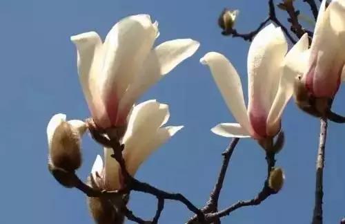 河南城市的市花有哪些花,全国56市市花图片